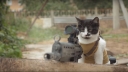 Promo 'Z Nation': Cats vs. Zombies!