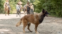 De Hond van Daryl krijgt tekst en uitleg in 'The Walking Dead'
