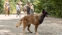 De Hond van Daryl krijgt tekst en uitleg in 'The Walking Dead'
