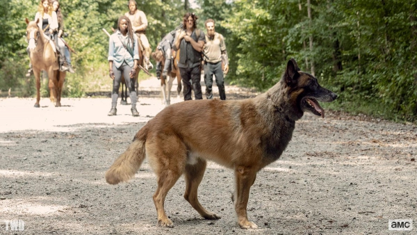 Hond van Daryl meer in 'The Walking Dead'
