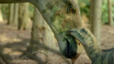 Recensie Apple TV+-serie 'Prehistoric Planet' seizoen 2
