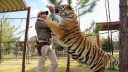 Knotsgek: doodverklaarde 'Tiger King'-ster blijkt jaren later toch nog gewoon in leven? 
