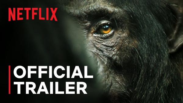Indringende beelden uit 'Chimp Empire' met Mahershala Ali van Netflix