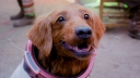 Marvel-honden Cosmo & Lucky ontmoeten elkaar op aandoenlijke foto