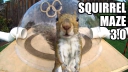 Miljoenen kijken naar deze YouTube-hit met vechtende eekhoorns
