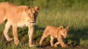 'Queens': natuurdocumentaire zet in op betrokkenheid van de kijker