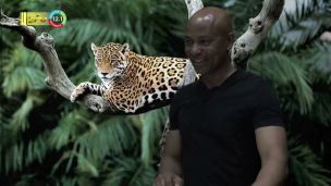 30 01 2023 Humberto Tan is op zoek naar de Surinaamse Jaguar